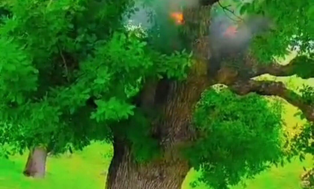 Mutki’de Yıldırım Meşe Ağacını Tutuşturdu Bitlis’in Mutki ilçesine bağlı Bagarası köyü kırsalında dağlık alanda bulunan