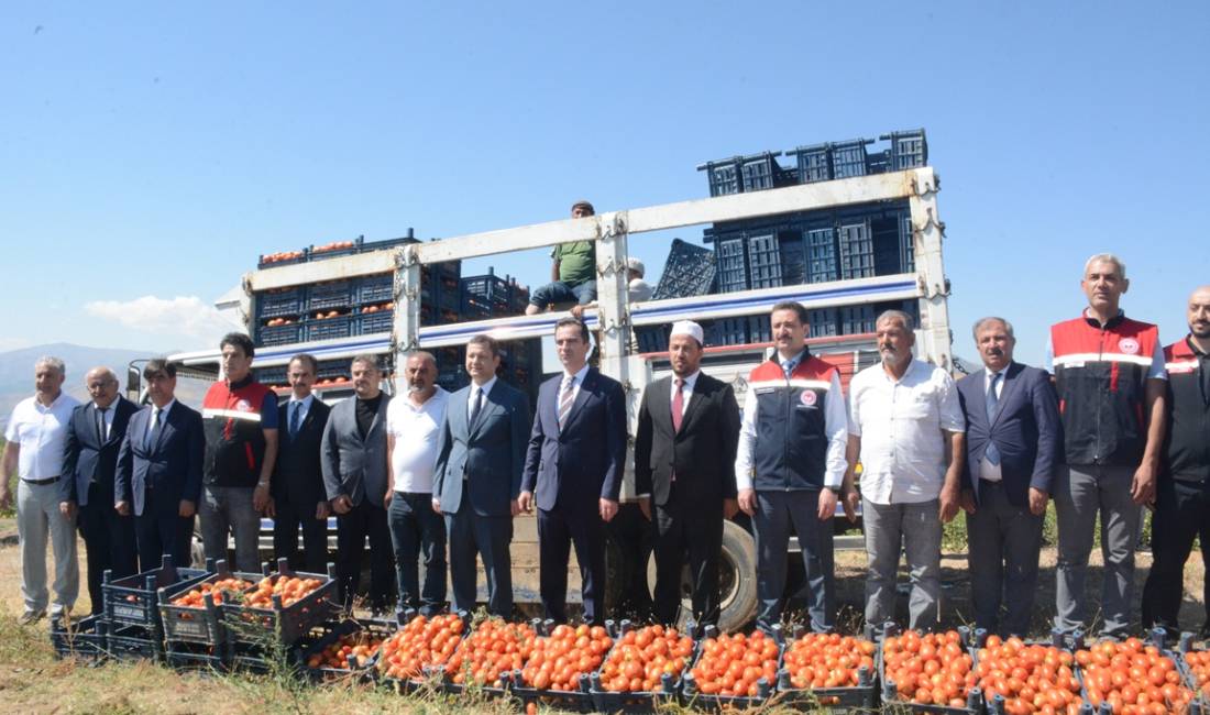 Bitlis’in verimli topraklarında yetiştirilen domateslerde hasat sezonu başladı. Kent genelinde